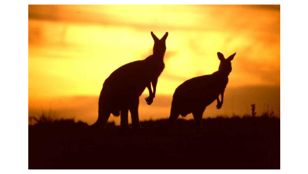 Immagine: Australia, approvata la carbon tax