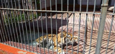 Il futuro dello zoo di Napoli