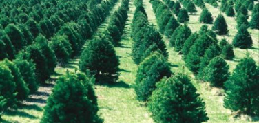 Albero di Natale. Il vademecum della Coldiretti per chi sceglie l'abete vero