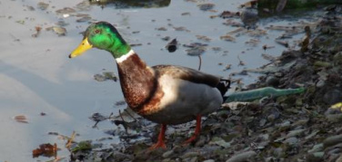 E alla Darsena tanti auguri... | video