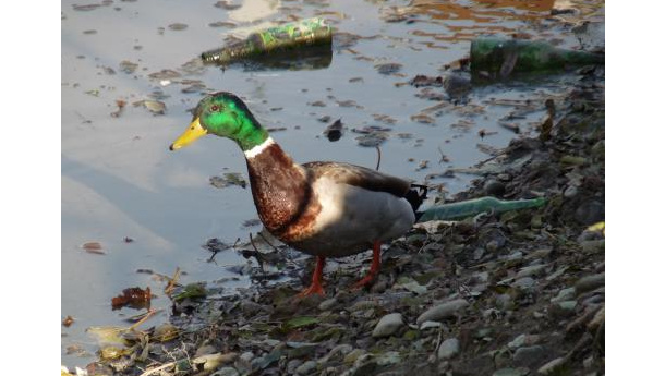 Immagine: E alla Darsena tanti auguri... | video