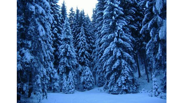 Immagine: Non buttate via l’albero di Natale!