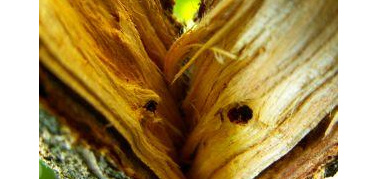 Lo sgombero del verde 