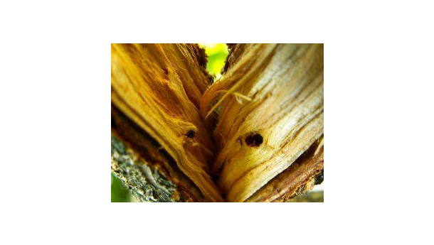 Immagine: Lo sgombero del verde 