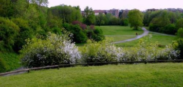 Area parco ex caserma “Rossani”:  il comitato vuole alberi ad alto fusto, non un parcheggio