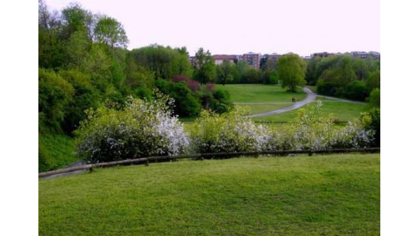 Immagine: Area parco ex caserma “Rossani”:  il comitato vuole alberi ad alto fusto, non un parcheggio