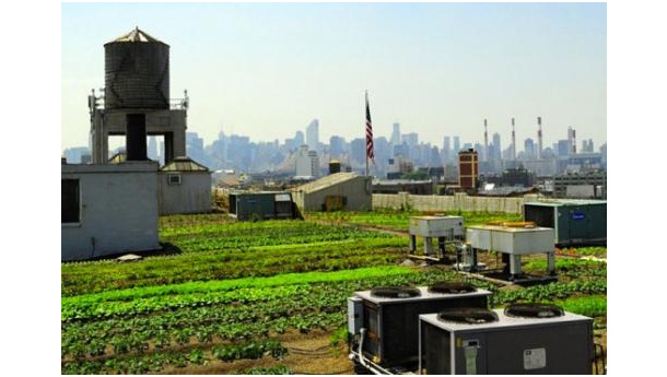Immagine: Rooftop farm: i tetti di New York diventano fattorie urbane