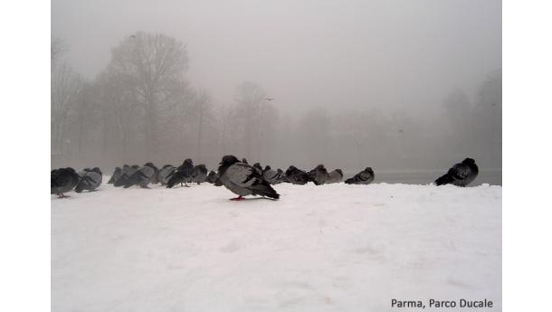 Immagine: Blocco Euro3 del giovedì: revocato per neve a Parma, Modena, Reggio Emilia, Forlì, Rimini e Imola