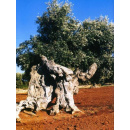 Immagine: Sostenibilità, Ulivi Monumentali: Nicastro firma convenzione con associazioni di categoria