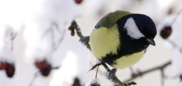 Freddo, appello degli ornitologi: i cittadini possono aiutare gli uccelli affamati