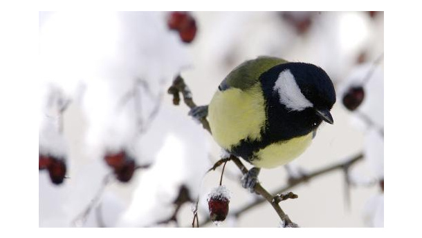 Immagine: Freddo, appello degli ornitologi: i cittadini possono aiutare gli uccelli affamati