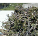 Immagine: Ramaglie. Amici della Terra al ministro Clini: 