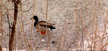Dove vanno le anatre quando gela? La Darsena di Milano nel ghiaccio