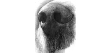 Bergamo: sessanta nasi elettronici per fiutare lo smog