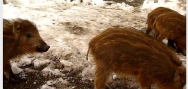 I quattro cinghialini di Pino Torinese | video