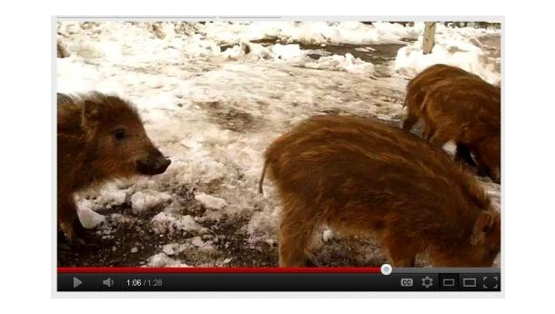 Immagine: I quattro cinghialini di Pino Torinese | video