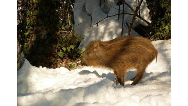 Immagine: I cinghialini di Pino Torinese: da mascotte a calamità?