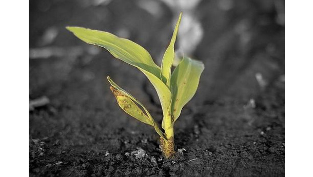 Immagine: Assobioplastiche pubblica uno studio sulla biodegradazione: 