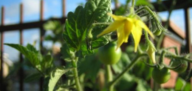 Voglia di agricoltura in città: Torino la coltiva