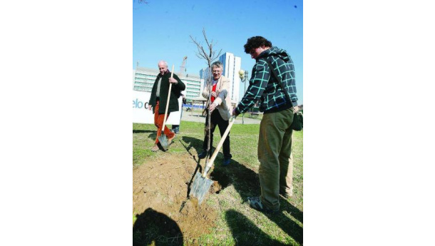 Immagine: Un albero “abusivo” contro il grattacielo