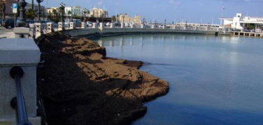 Da posidonia spiaggiata a compost di qualità. La Puglia diventa un “case history” al Senato