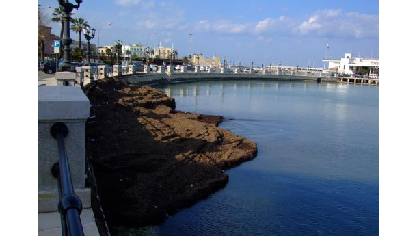 Immagine: Da posidonia spiaggiata a compost di qualità. La Puglia diventa un “case history” al Senato