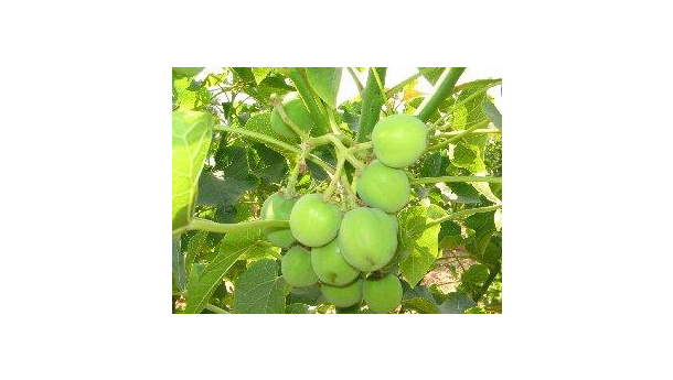 Immagine: Lecce, impianto a biomasse da 37Mw. Regione Puglia respinge la richiesta di autorizzazione