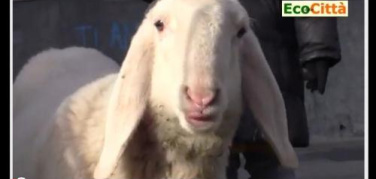 Dove va a finire la lana delle pecore?