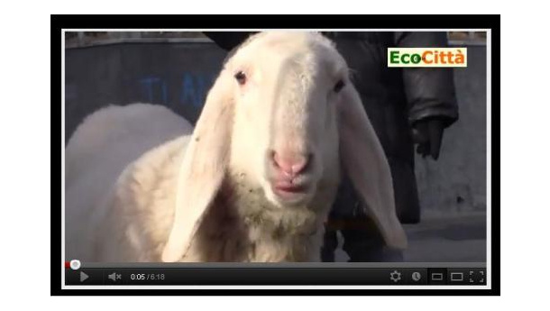 Immagine: Dove va a finire la lana delle pecore?