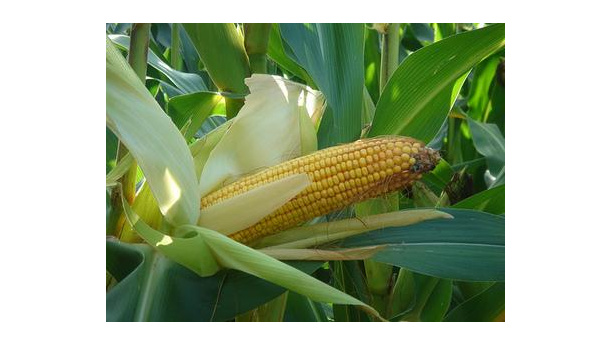 Immagine: Bioeconomia: le potenzialità delle bioraffinerie integrate nel territorio