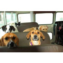 Immagine: I cani pagano il biglietto per salire sull’autobus?