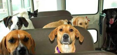 I cani pagano il biglietto per salire sull’autobus?