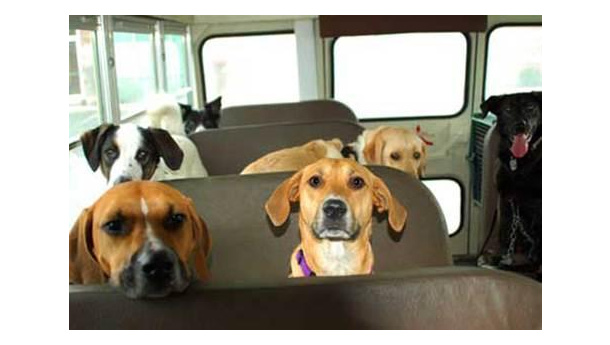 Immagine: I cani pagano il biglietto per salire sull’autobus?
