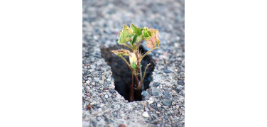 Torino Città da Coltivare: orti urbani contro il consumo di suolo