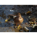 Immagine: Milano, Darsena Pioniera: proviamo a spostare l’oasi?