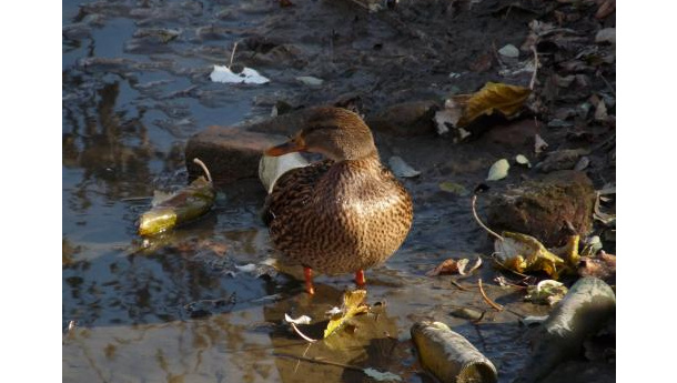 Immagine: Milano, Darsena Pioniera: proviamo a spostare l’oasi?