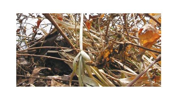 Immagine: Dalle ramaglie a fini energetici a nuove misure per la raccolta differenziata. Approvate al Senato le modifiche al codice ambientale