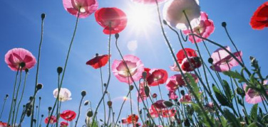 Milano celebra il 5 giugno con il programma Life plus e il progetto Laika