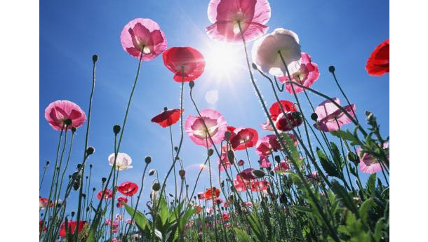 Immagine: Milano celebra il 5 giugno con il programma Life plus e il progetto Laika