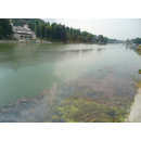 Immagine: Come mai così tante alghe nel Po a Torino?