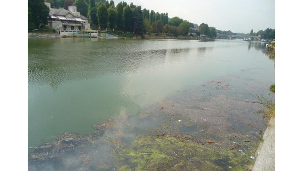 Immagine: Come mai così tante alghe nel Po a Torino?