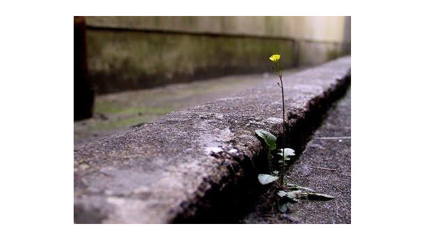 Immagine: Qualità dell'ambiente urbano, il Rapporto ISPRA 2012