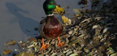 Darsena Pioniera, ultimo appello per la Darsena: 