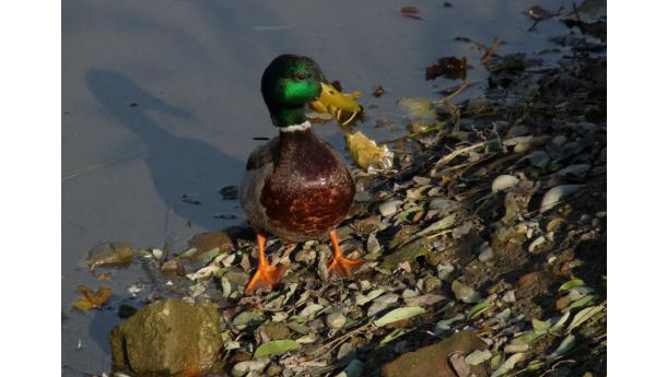 Immagine: Darsena Pioniera, ultimo appello per la Darsena: