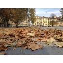 Immagine: Dove vanno a finire le foglie cadute?