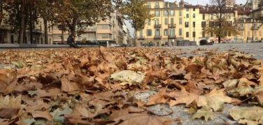 Dove vanno a finire le foglie cadute?