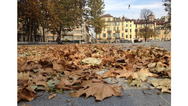 Immagine: Dove vanno a finire le foglie cadute?