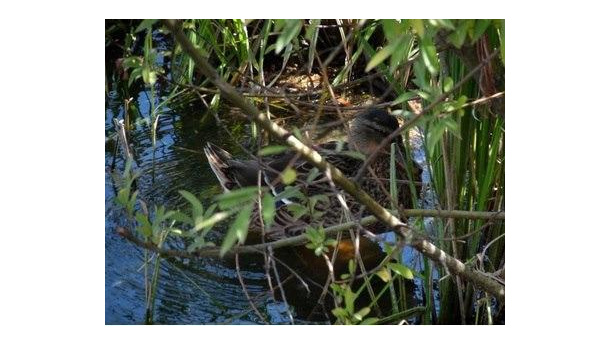Immagine: Darsena, i sostenitori dell’Oasi non si arrendono: un nuovo presidio sabato 17 novembre