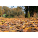Immagine: Amsa: questo fine settimana raccolta straordinaria delle foglie