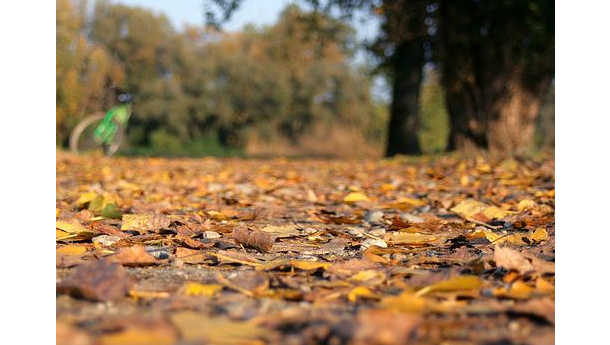Immagine: Amsa: questo fine settimana raccolta straordinaria delle foglie